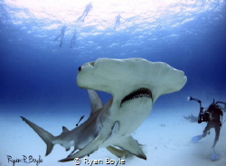 Great Hammerhead up close and personal in Bimini shot wit... by Ryan Boyle 
